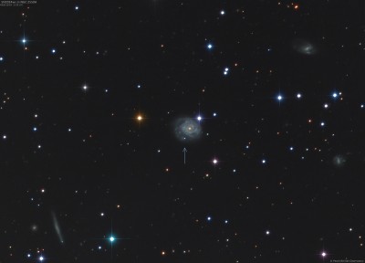 ★ SN 2024ws _Type II (z=0.012, zhost=0.012125) _NGC 2550A (UGC 4397, LEDA 23781) _spiral galaxy (Sc) _mV 12.7, mB 13.4, m(sb)² 13.4 _Ø 1.6' × 1.4' (78 × 68 Kly) _pa 0°_d⊕ (ly) 167.3 × 10⁶ _Camelopardalis _04 02 2024 _1.jpg